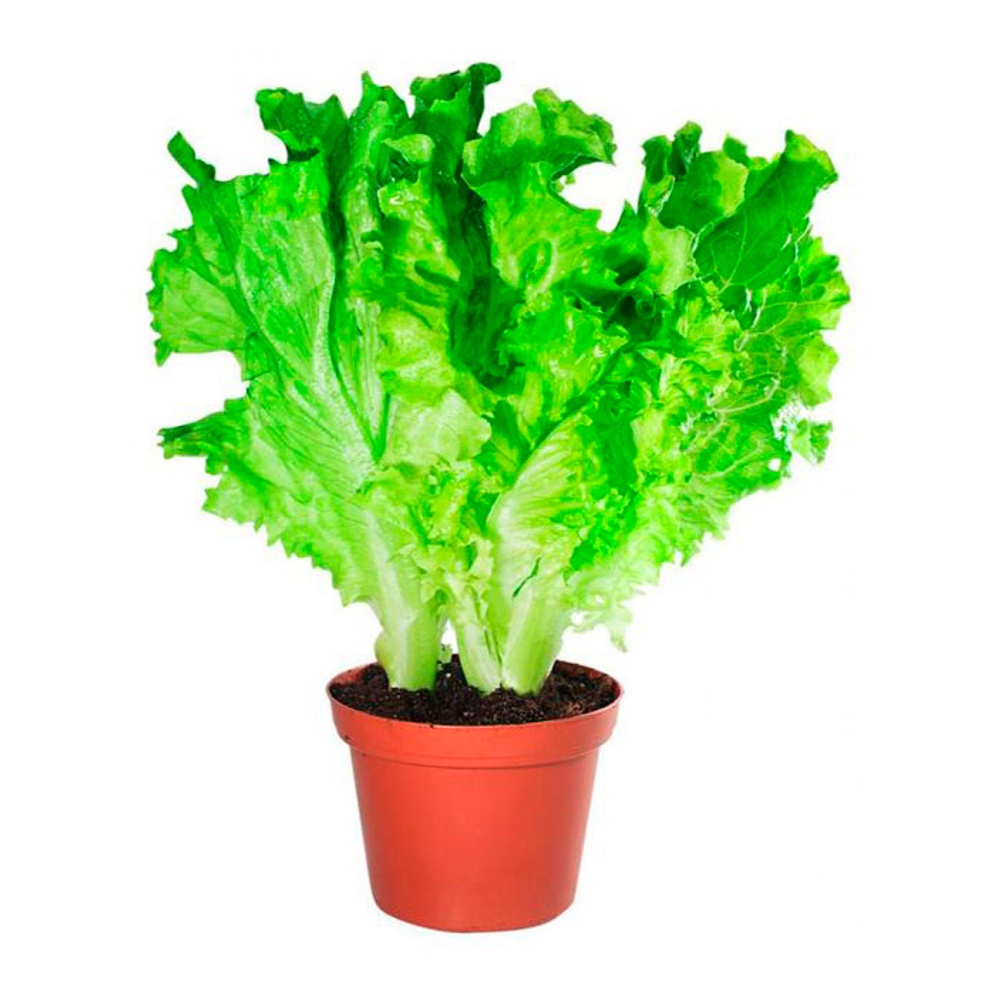 Салат Айсберг в горшочке 1шт Горизонт Здоровья