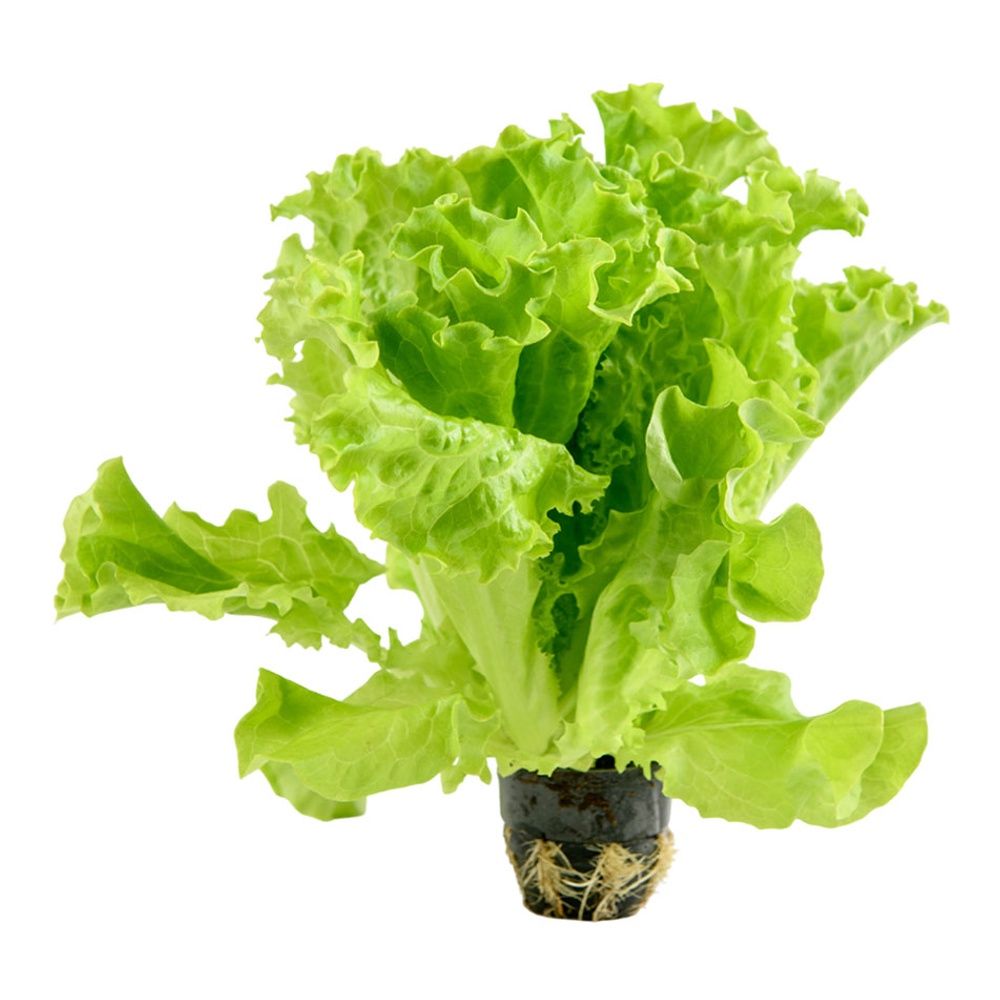 Салат горшечный Афицион 1шт Горкунов