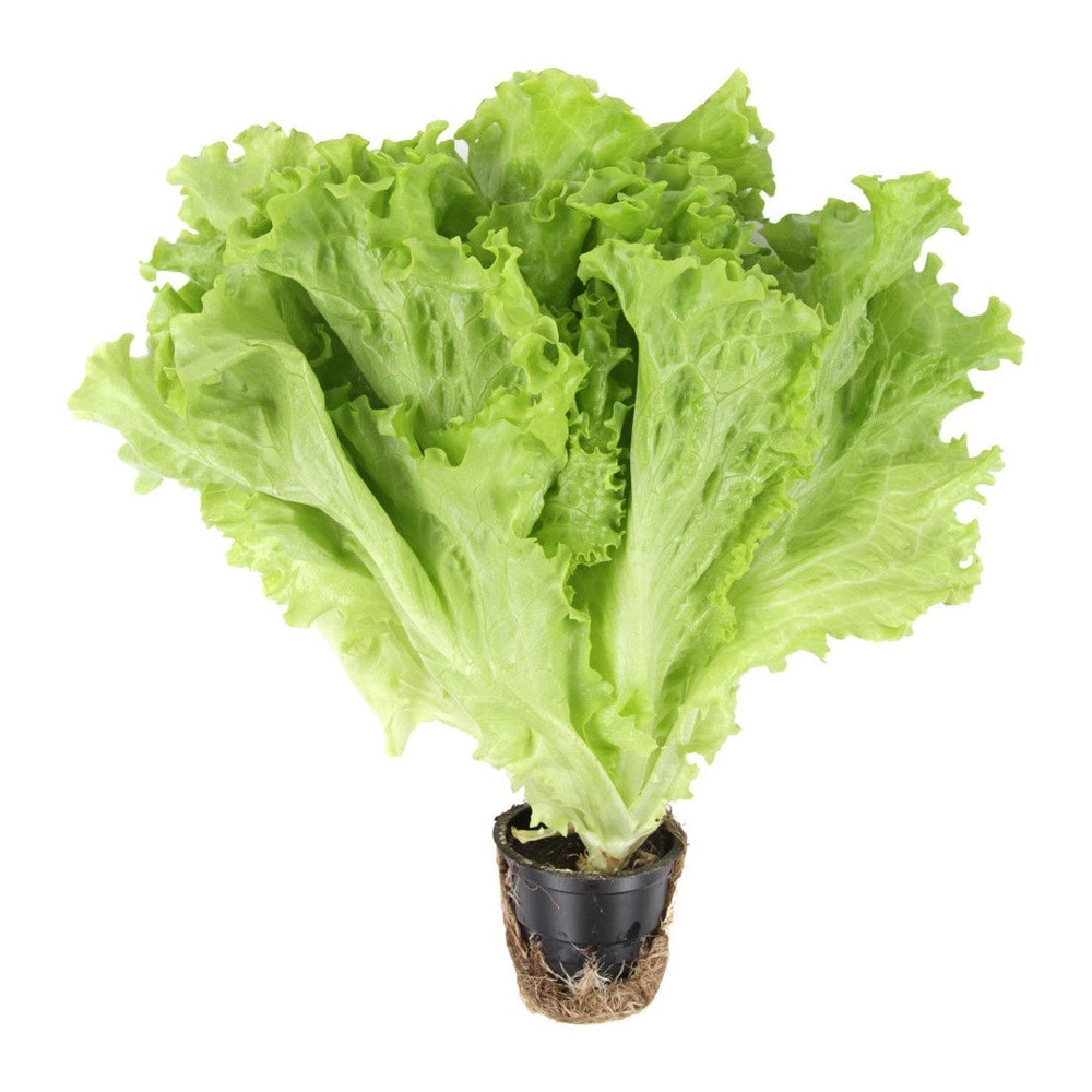 Салат горшечный листовой 1шт Сибирская теплица