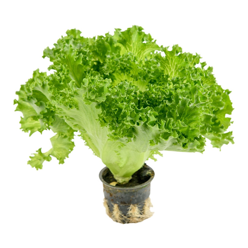 Салат горшечный Фриллис 1шт Горкунов