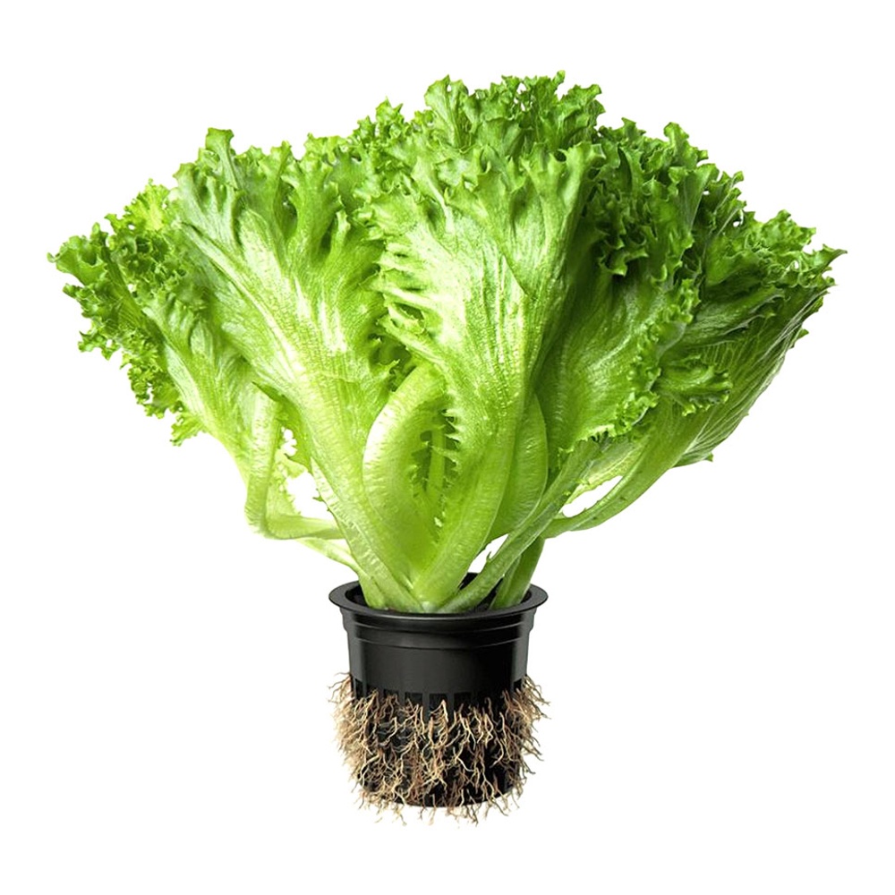 Салат Фриллис в горшочке 1шт Сибирская теплица