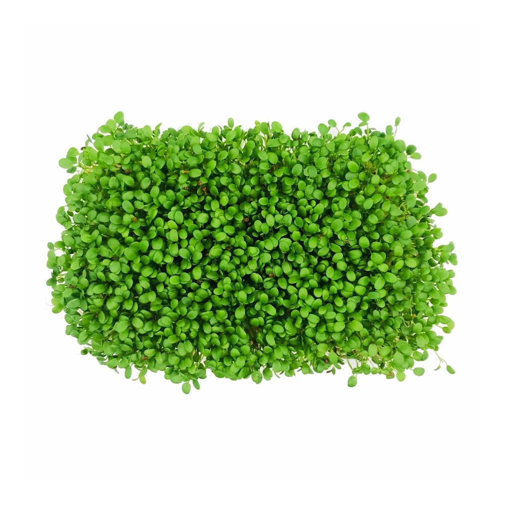 Зелень проростков клевера 60г Проростки